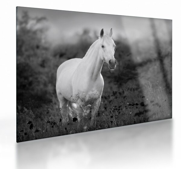 Tablou pe sticlă - Cal alb în poină (70x50 cm)
