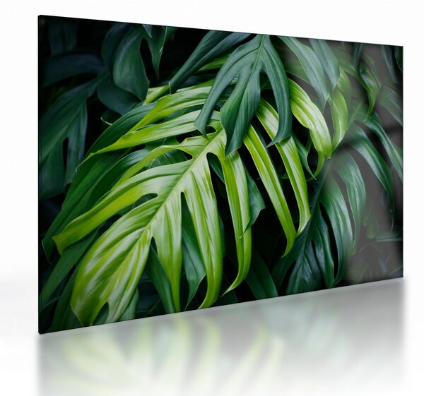 Tablou pe sticlă - Frunze tropicale (70x50 cm)