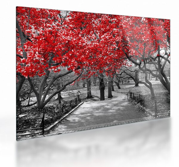 Tablou pe sticlă - Copaci roșii, Central Park, New York (70x50 cm)