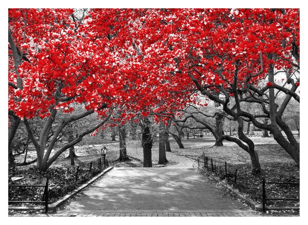 Tablou pe sticlă - Copaci roșii, Central Park, New York (70x50 cm)