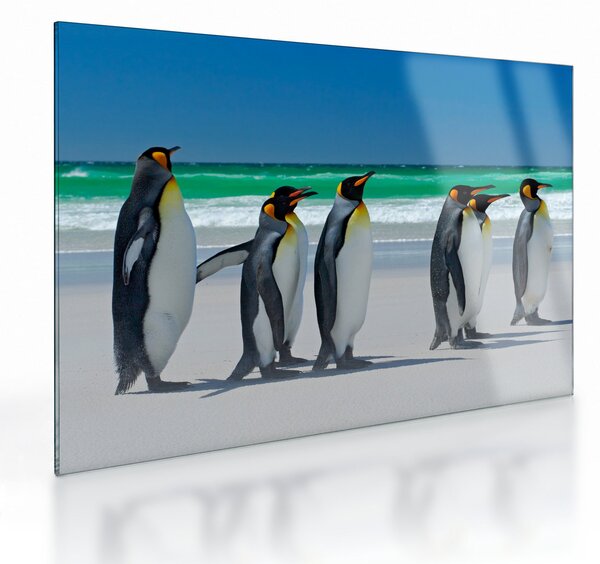 Tablou pe sticlă - Grup de pinguini regali (70x50 cm)