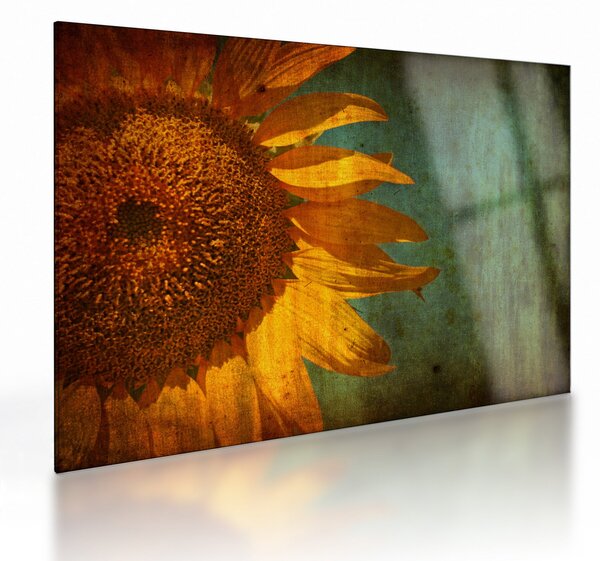 Tablou pe sticlă - Floarea soarelui (70x50 cm)