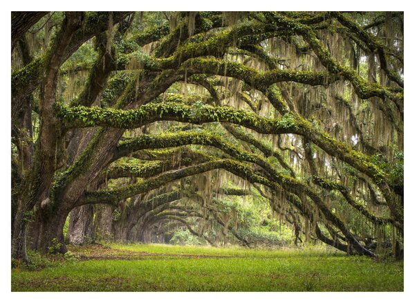 Tablou pe sticlă - Oaks Avenue, Charleston, Carolina de Sud, SUA (70x50 cm)