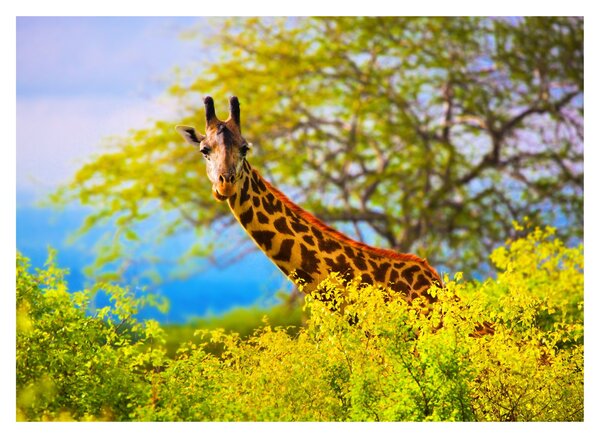 Tablou pe sticlă - Girafa în Africa (70x50 cm)