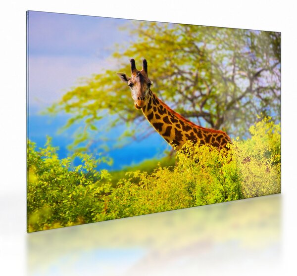 Tablou pe sticlă - Girafa în Africa (70x50 cm)