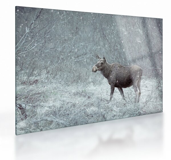 Tablou pe sticlă - Elan într-o pădure înzăpezită (70x50 cm)