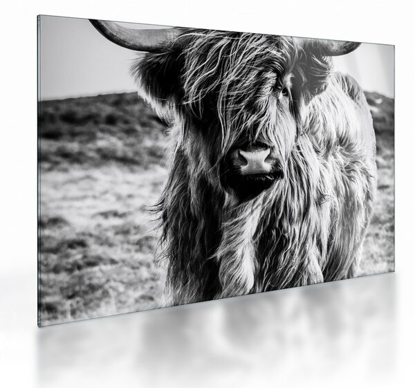 Tablou pe sticlă - Highland - vacă scoțiană (70x50 cm)