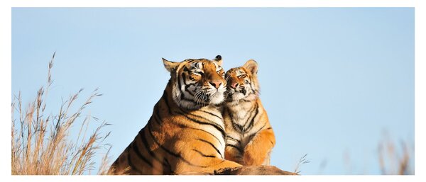 Tablou - Tigroaica cu pui (120x50 cm)