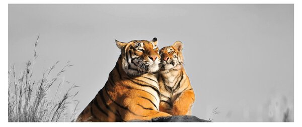 Tablou - Tigroaica cu pui, versiunea alb-negru (120x50 cm)