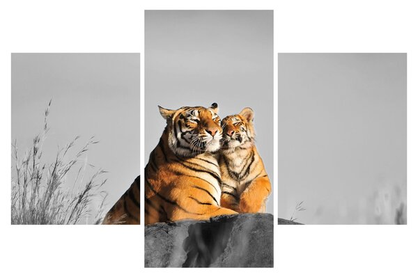 Tablou - Tigroaica cu pui, versiunea alb-negru (90x60 cm)