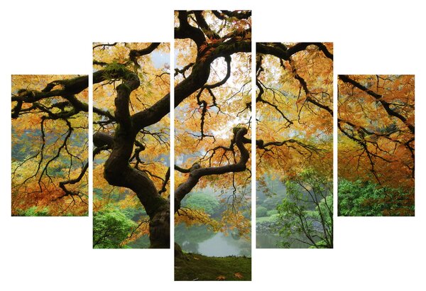 Tablou - Arțarul japonez galben, Portland, Oregon (150x105 cm)