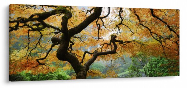 Tablou - Arțarul japonez galben, Portland, Oregon (120x50 cm)