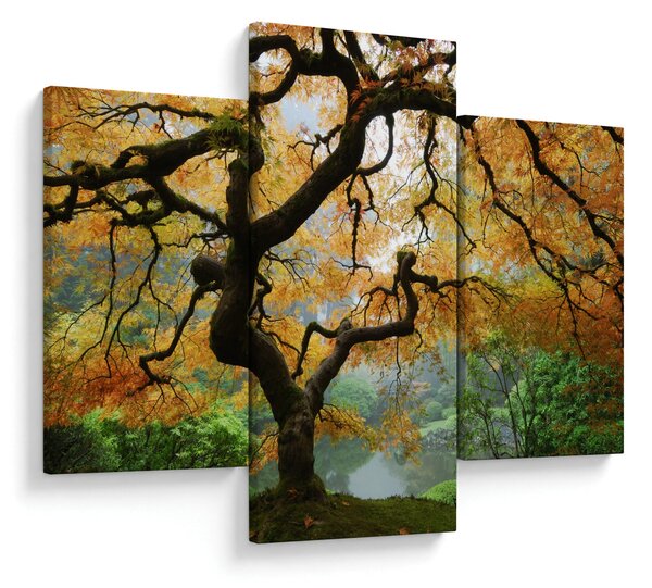 Tablou - Arțarul japonez galben, Portland, Oregon (90x60 cm)