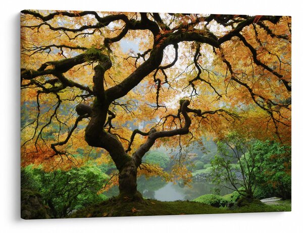 Tablou - Arțarul japonez galben, Portland, Oregon (70x50 cm)