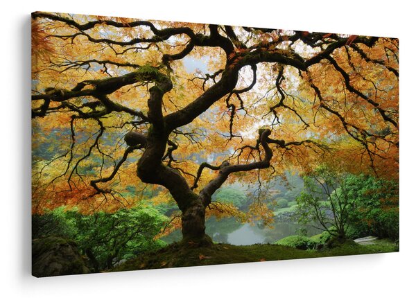 Tablou - Arțarul japonez galben, Portland, Oregon (90x60 cm)