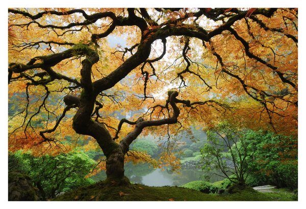 Tablou - Arțarul japonez galben, Portland, Oregon (90x60 cm)