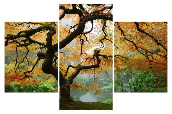 Tablou - Arțarul japonez galben, Portland, Oregon (90x60 cm)