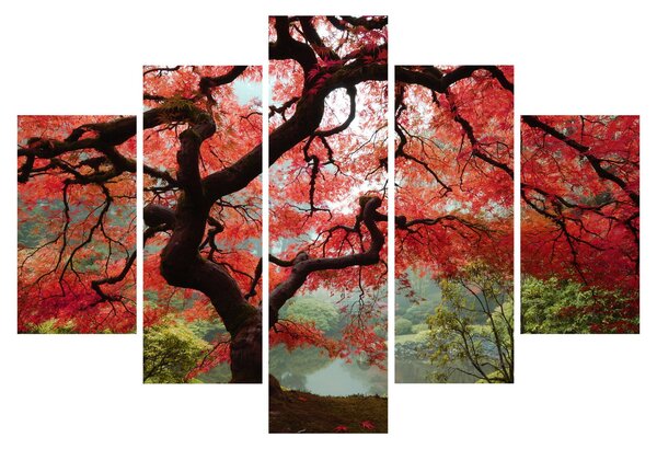 Tablou - Arțarul japonez roșu, Portland, Oregon (150x105 cm)