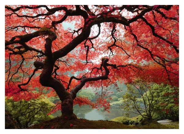 Tablou - Arțarul japonez roșu, Portland, Oregon (70x50 cm)