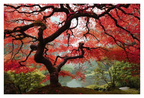 Tablou - Arțarul japonez roșu, Portland, Oregon (90x60 cm)