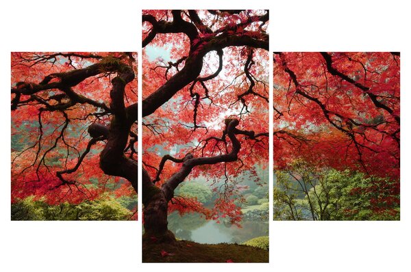 Tablou - Arțarul japonez roșu, Portland, Oregon (90x60 cm)