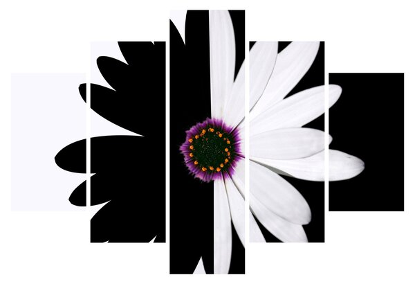 Tablou - Floare, alb- negru (150x105 cm)