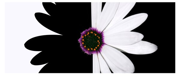 Tablou - Floare, alb- negru (120x50 cm)