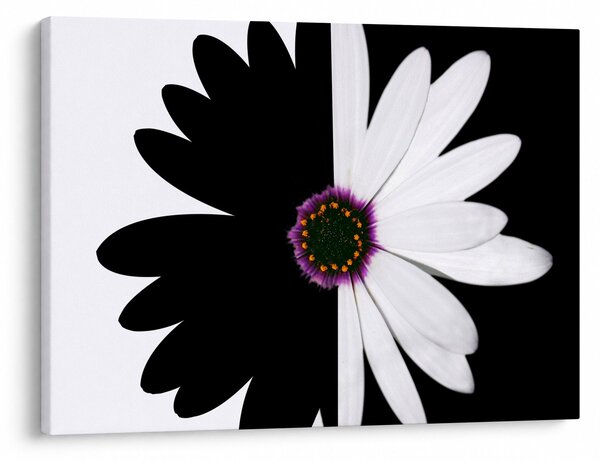 Tablou - Floare, alb- negru (70x50 cm)
