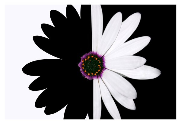 Tablou - Floare, alb- negru (90x60 cm)