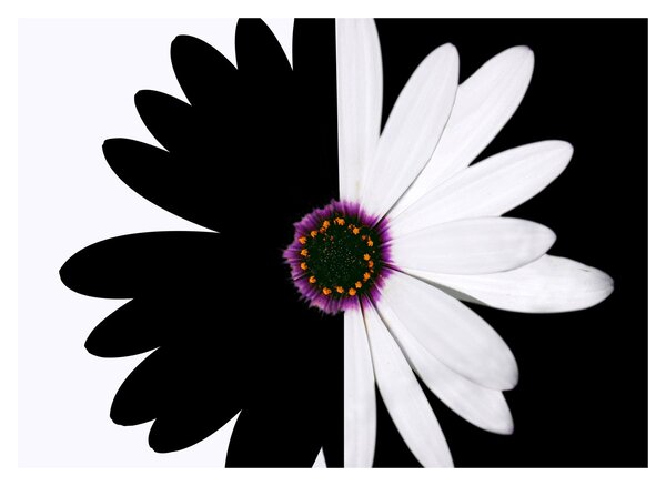 Tablou - Floare, alb- negru (70x50 cm)