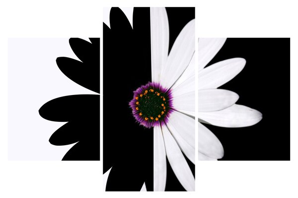 Tablou - Floare, alb- negru (90x60 cm)