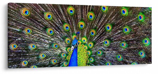 Tablou - Păun (120x50 cm)