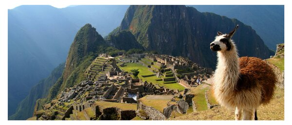 Tablou - Lama și Machu Picchu (120x50 cm)