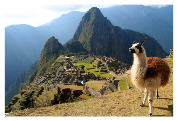 Tablou - Lama și Machu Picchu (90x60 cm)