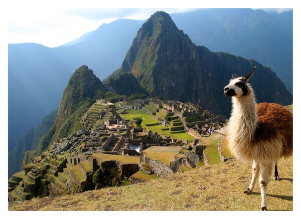 Tablou - Lama și Machu Picchu (70x50 cm)