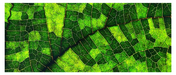 Tablou - Detaliu frunze (120x50 cm)
