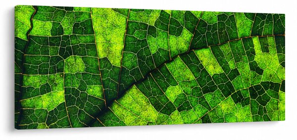 Tablou - Detaliu frunze (120x50 cm)