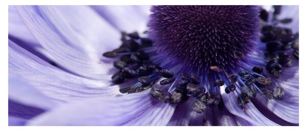 Tablou - Floare mov (120x50 cm)