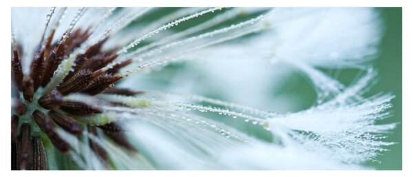 Tablou - Detaliu floare (120x50 cm)