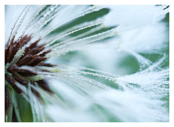 Tablou - Detaliu floare (70x50 cm)