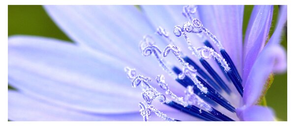 Tablou - Floare (120x50 cm)