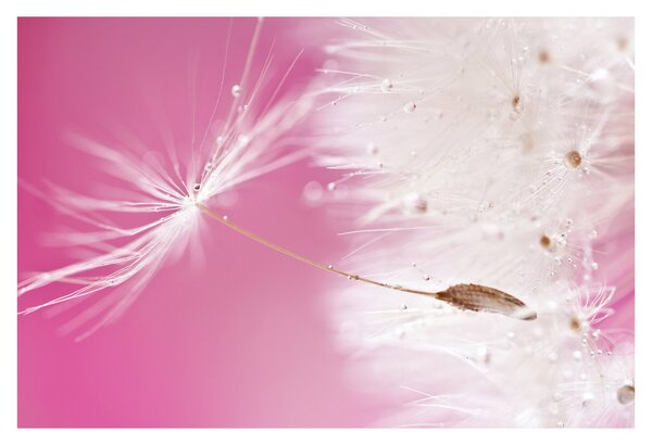 Tablou - Floare macro (90x60 cm)