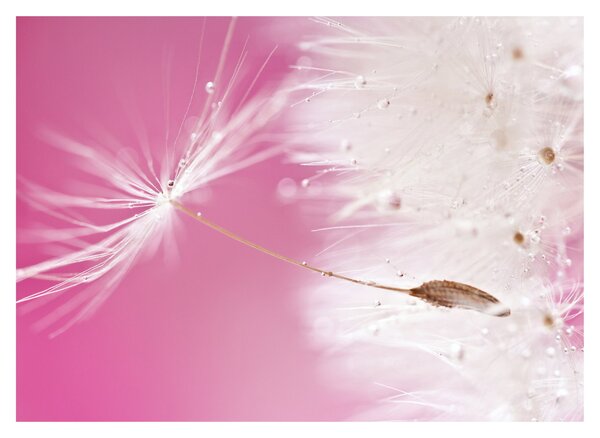 Tablou - Floare macro (70x50 cm)
