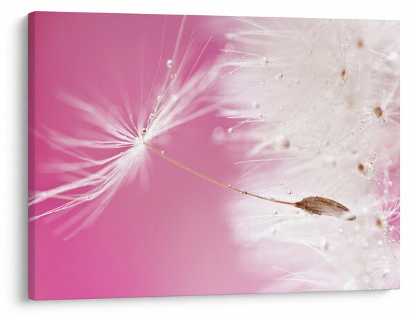 Tablou - Floare macro (70x50 cm)