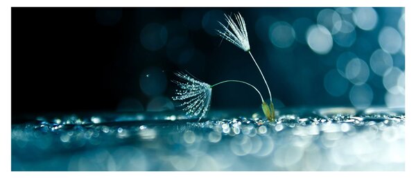 Tablou - Macro (120x50 cm)