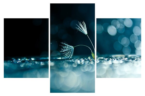 Tablou - Macro (90x60 cm)