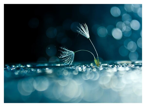 Tablou - Macro (70x50 cm)