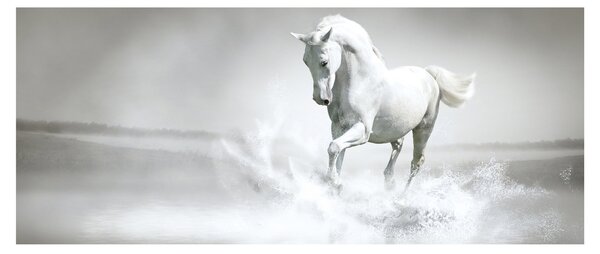 Tablou - Cal alb (120x50 cm)