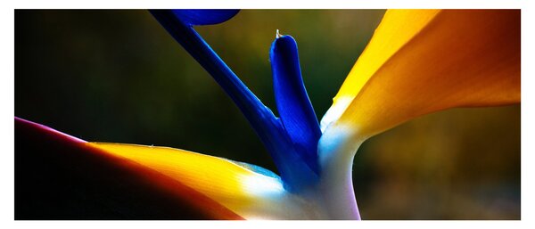 Tablou - Floare exotică (120x50 cm)