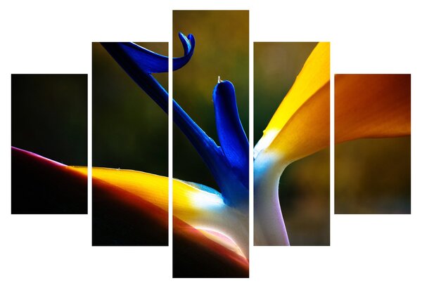 Tablou - Floare exotică (150x105 cm)